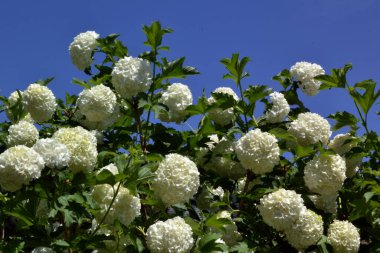 Arka plan ve doku oluşturmak için bahçedeki viburnum