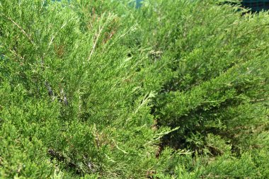 Selvi, ardıç, kozalaklı arkaplan arkaplan ve doku oluşturmak için