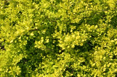 arkaplan ve doku oluşturmak için barberry