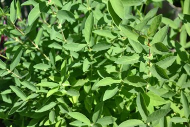 arkaplan ve doku oluşturmak için