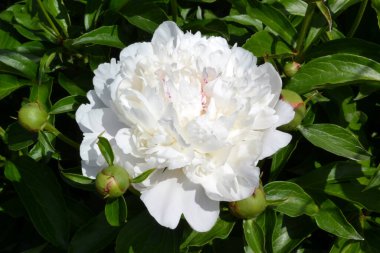 Güzel beyaz şakayık. Yaklaş.