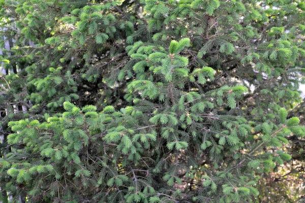 Ladin, arka plan ve doku oluşturmak için