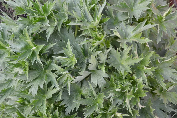 Delphinium, arkaplan ve doku oluşturmak için