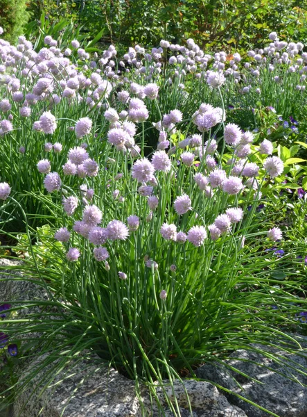 yay, soğan, arka plan ve doku oluşturmak için