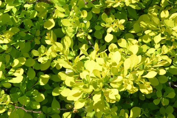 arkaplan ve doku oluşturmak için barberry