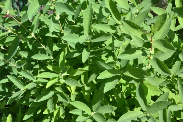 arkaplan ve doku oluşturmak için