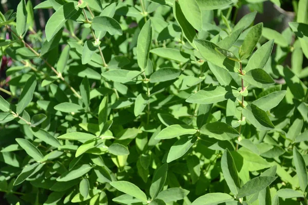 arkaplan ve doku oluşturmak için