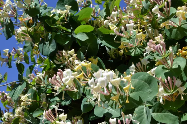 Arkaplan ve doku oluşturmak için hanımeli