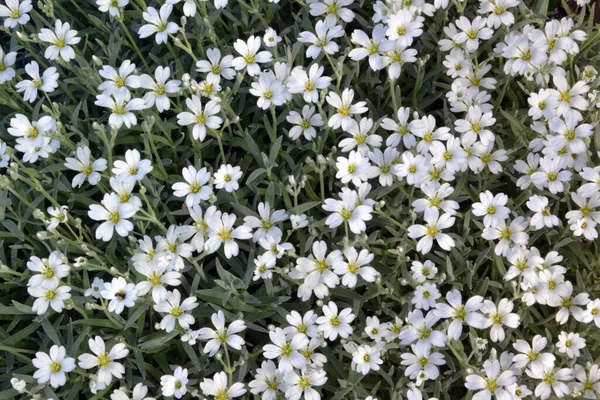 Weiße Blumen Zur Erstellung Von Hintergrund Und Textur — Stockfoto