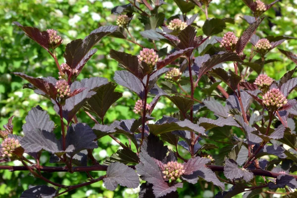 Physocarpus Háttér Textúra Létrehozásához — Stock Fotó