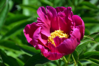 Güzel kırmızı, pembe, mor, kestane rengi şakayık.