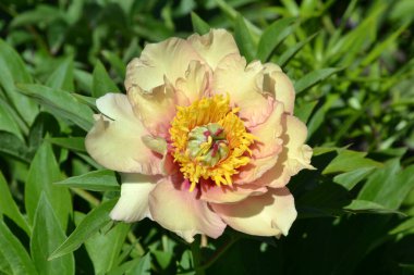 Pastel Splendour şakayık makro, yakın plan, ito hibrit
