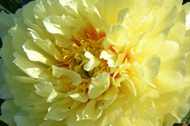 Arkaplan ve doku yaratmak için şakayık sarısı