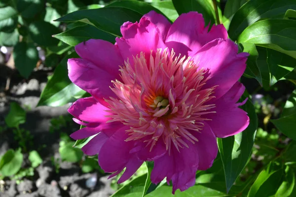 HIT PARADE peony macro, close-up