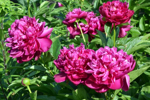 FELIX CROUSSE peony macro, close-up