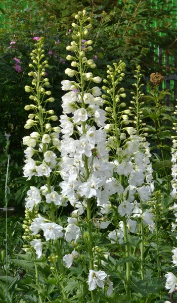 Bahçede dezenyum yakın plan.