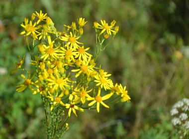 Güneşli bir günde açık bir arazide sarı St. John 's otu