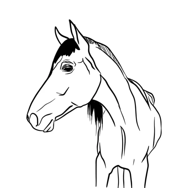 Outline sketch of horse in profile in doodle style — Stock Vector