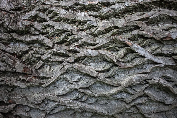 Padrão de fundo de textura de árvore de madeira velha — Fotografia de Stock