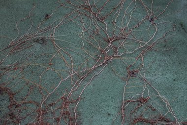 Beton duvar boyunca kuru asma Rüzgarlar