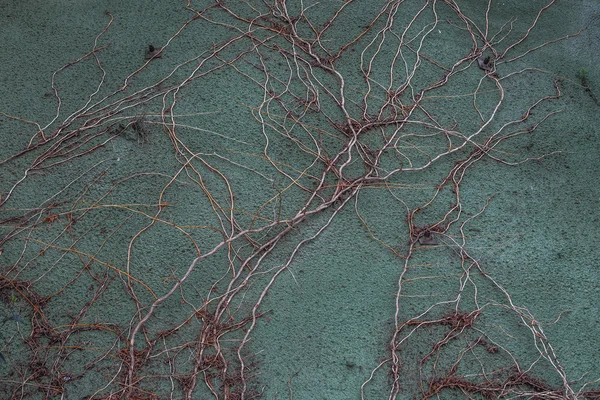 Beton duvar boyunca kuru asma Rüzgarlar