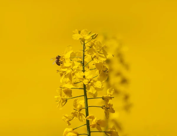 tecavüz çiçek arıya
