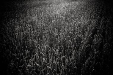 Olgun buğday başakları