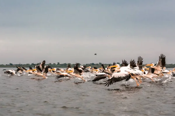 Pelícanos Dálmatas Voladores Delta Del Danubio Frontera Rumania Ucrania — Foto de Stock