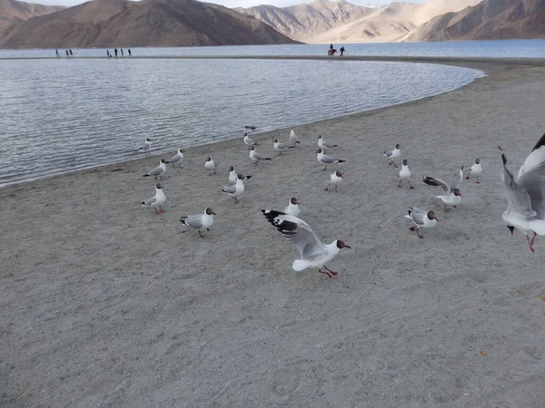 Oie Tête Barrée Canard Brahmini Sont Couramment Observés Été Dans — Photo