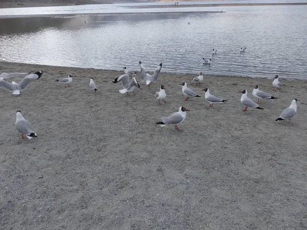 Ganso Cabeza Bar Patos Brahmini Ven Comúnmente Aquí Lago Pangong —  Fotos de Stock