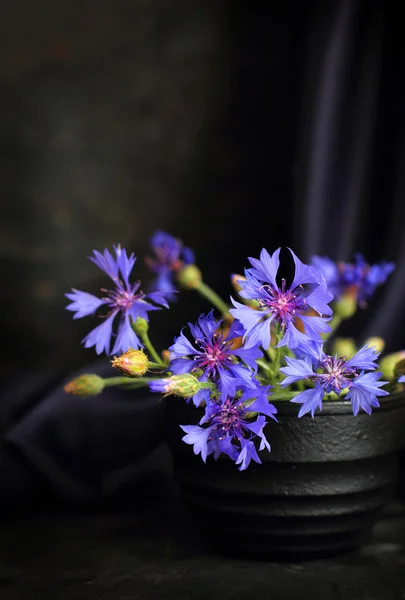 Cornflowers on a dark background — Stock fotografie