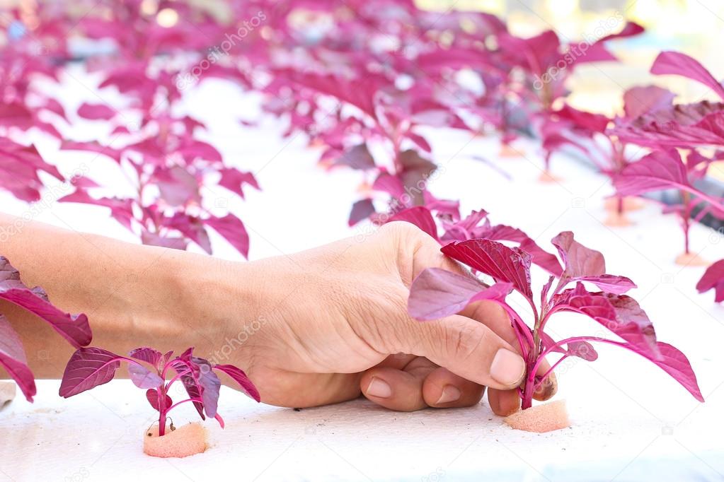 Growing plants without soil.