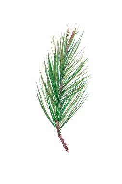 El yapımı suluboya çam ağacı resmi