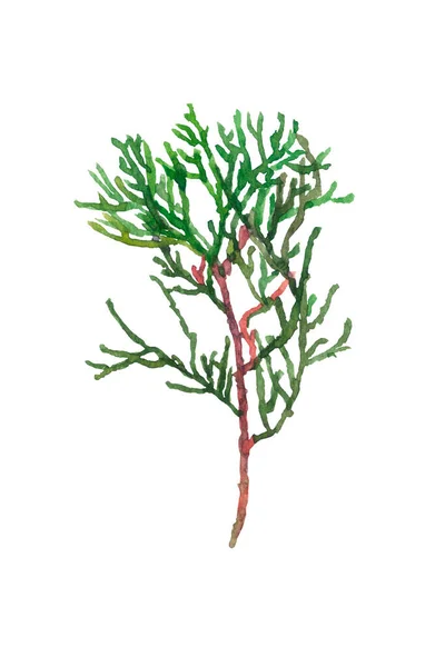 Aquarelle Peinte Main Des Branches Thuja — Photo