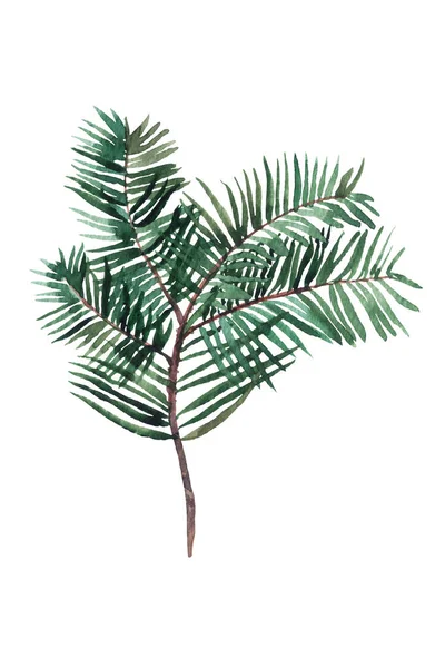 Image Hand Drawn Watercolor Pine Branch — Stock Photo, Image