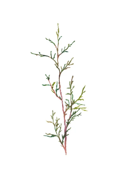 Met Hand Geschilderde Aquarel Afbeelding Van Thuja Takken — Stockfoto