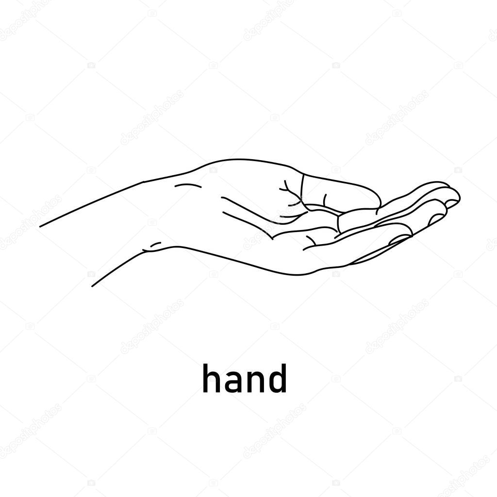 Vector image of a linearly drawn hand