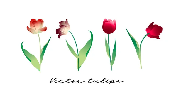 Vektorkép, klasszikus, naturalista tulipánok halmaza — Stock Vector