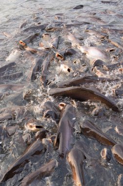 Nehre gıda için yüzme çizgili yayın balığı