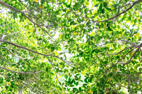 Фон з листя яскравого дерева — стокове фото