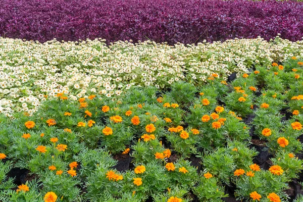 Pattern and colors of flower garden — Stock Photo, Image