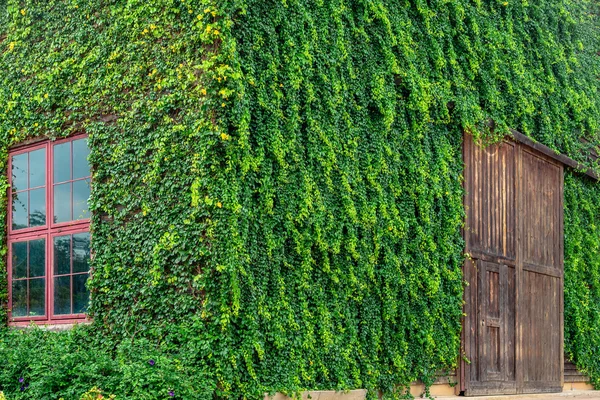 Старий дерев'яний будинок вкритий зеленими лозами — стокове фото