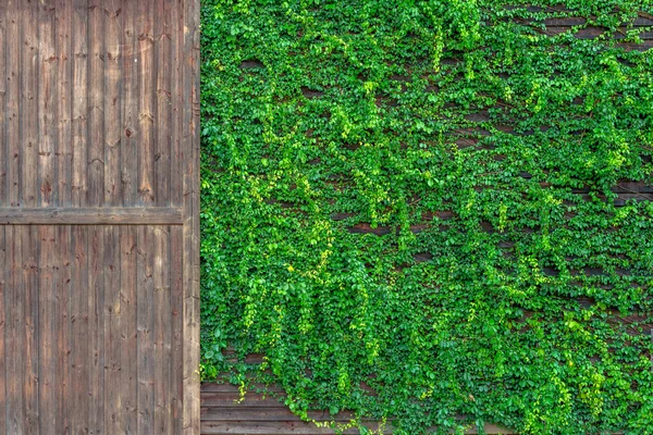 Vecchia porta in legno e parete in legno ricoperta di viti — Foto Stock