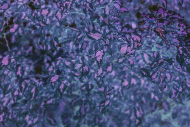 Arka plan gerçek dışı mor yaprakları