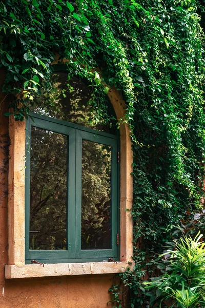 Grüne Fenster und gelbe Wand mit Weinreben bedeckt — Stockfoto