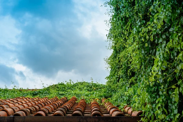 Orange keramiska takpanna täckta med vinstockar — Stockfoto
