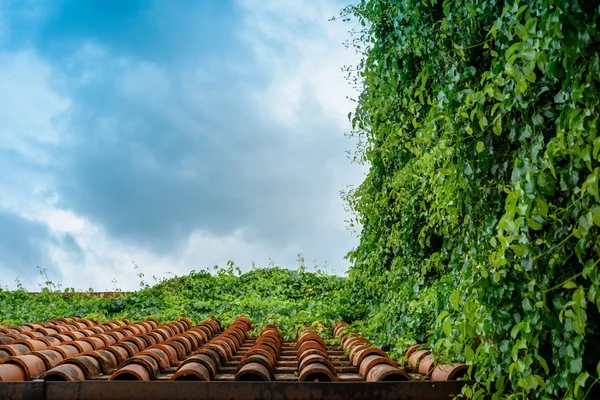 Tegola in ceramica arancione ricoperta di viti — Foto Stock