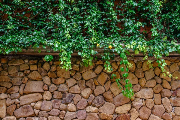 Grön murgröna täcka stenmur — Stockfoto