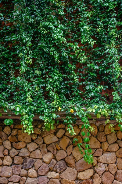 Grön vinstockar täcker stenmur — Stockfoto