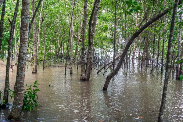 Mangrove forest and river — Stock Photo, Image
